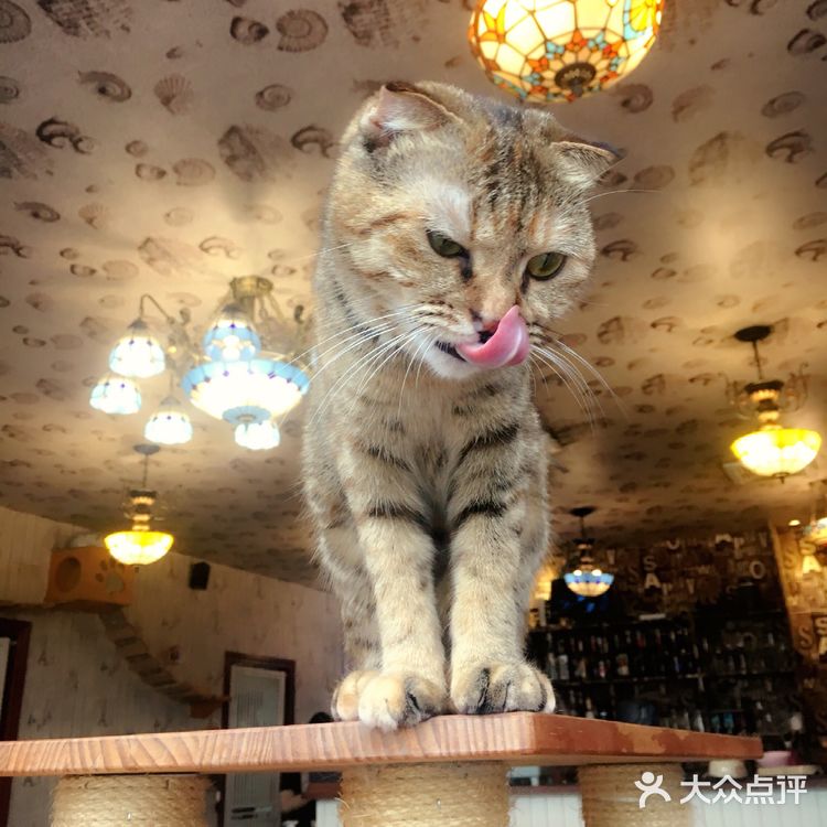 尤其是在自己忙碌一天休息的时候撸个猫解个乏