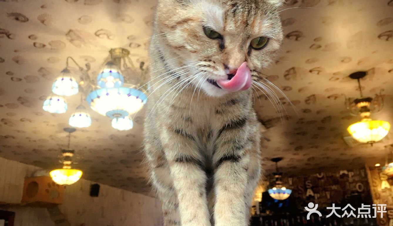 尤其是在自己忙碌一天休息的时候撸个猫解个乏