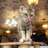 尤其是在自己忙碌一天休息的时候撸个猫解个乏