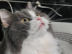 -唐小姐の私宠·宠物洗护美容·撸猫馆·购宠(周浦万达旗舰店)