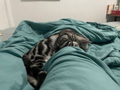 -飞行喵MR PILOT|猫舍·猫咖(静安大融城店)