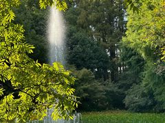 -上海共青森林公园