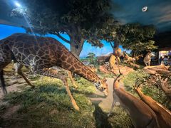 -国家自然博物馆