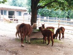 -西安秦岭野生动物园