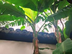 -秋霞圃