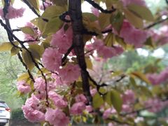 -武汉大学-樱园