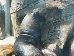 -海合安成都极地海洋公园