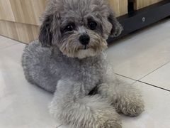 -翊宠yipet猫狗购宠庄园犬舍•猫舍