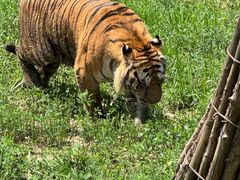 -大连森林动物园