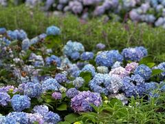 -春花秋色城市公园