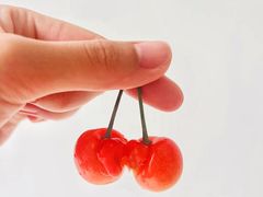 -北宅大永樱桃采摘基地(崂山总部)