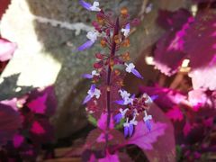 -侯臣咖啡文化村