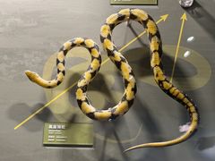-四川大学博物馆