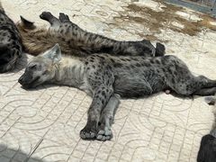 -西霞口神雕山野生动物世界