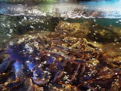 -蟹之国·精品蟹料理(极地店)