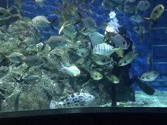 -暹罗海洋世界