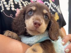 -萌宠之家·腊肠犬·马尔泰·小体犬舍