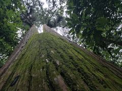 -天目山大树王景区