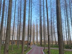 -黄海国家森林公园