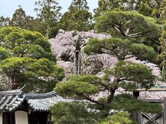 -醍醐寺