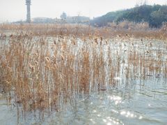 -上海吴淞炮台湾国家湿地公园