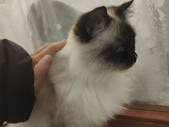 -共舞时光猫咖·狗咖(新街口店)