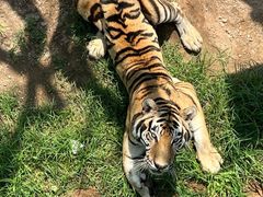 -西霞口神雕山野生动物世界