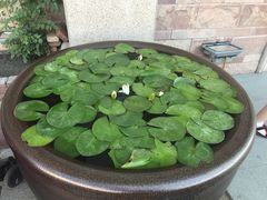 -小饕荟养生火锅(仁和·熙春郡店)