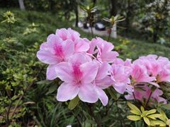 -铁山坪森林公园