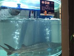 -香坝坝鲜鱼火锅(春熙路店)