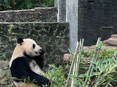 -都江堰中华大熊猫苑