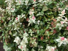 -白塘生态植物园