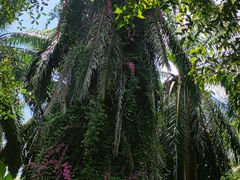 -中国科学院西双版纳热带植物园