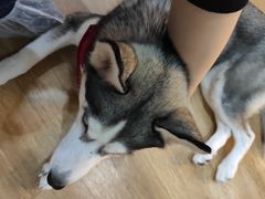 -Husky Go! 哈士奇体验馆·宠物咖啡厅狗咖