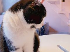 -猫儿山۰猫主题餐厅