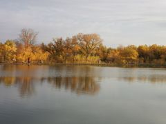 -金塔沙漠胡杨林景区