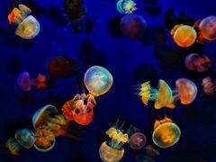 -成都浩海立方海洋公园