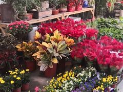 -双季花艺园艺市场(浦东店)