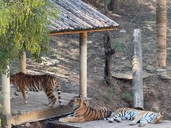 -石家庄市动物园