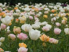 -上海鲜花港