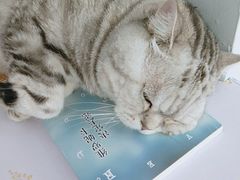 -喵的天空名猫咖啡馆·撸猫·猫舍·用品