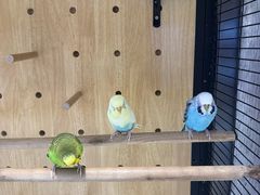 -太湖饭店玉兰厅(自助餐厅)