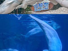 -珠海长隆海洋王国