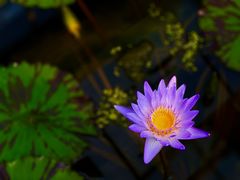 -国家植物园南园