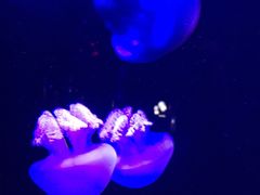 -青岛海底世界-水族馆