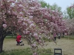 -莲花池公园