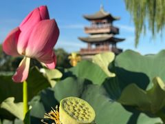 -白洋淀风景区