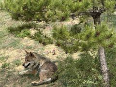 -鄂尔多斯野生动物园