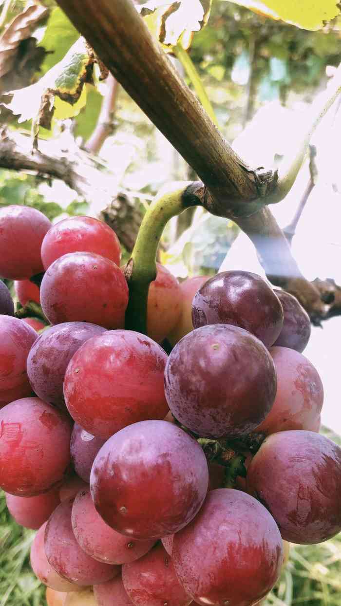 户县优质户太八号葡萄-"今天一大早的一路高速跑到户县去摘葡萄了17