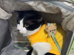 -佳雯宠物医院·皮肤科·内外科(春晓路分院)